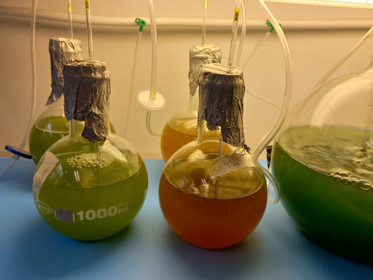 Politécnico de Leiria promove segundo curso de cultivo e utilização de microalgas