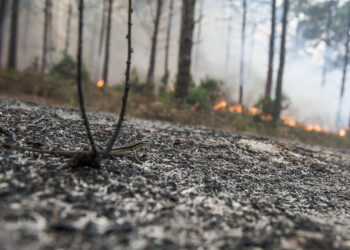 Região recebeu 11 ME para a floresta, mas só 1,4% chegou aos particulares