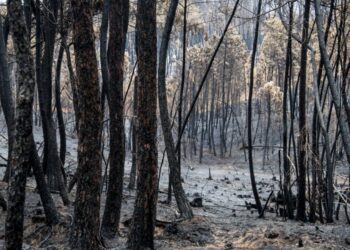 Associação de Vítimas de Pedrógão desconhece que inauguração de memorial dependa da câmara