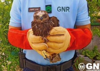 GNR recolhe águia de Asa Redonda em Pombal