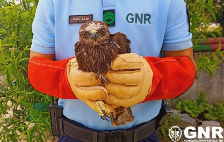 GNR recolhe águia de Asa Redonda em Pombal
