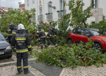 Queda de árvore provoca danos em muro e viaturas no centro de Leiria