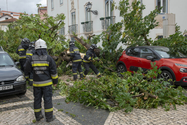Queda de árvore provoca danos em muro e viaturas no centro de Leiria