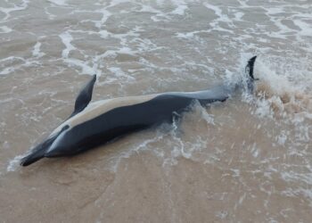 Golfinho dá à costa na praia de Paredes da Vitória, onde acaba por morrer