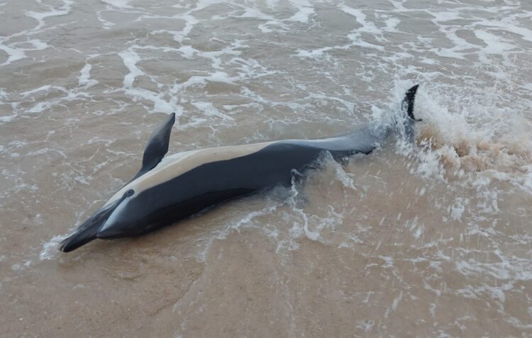 Golfinho dá à costa na praia de Paredes da Vitória, onde acaba por morrer