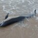 Golfinho dá à costa na praia de Paredes da Vitória, onde acaba por morrer
