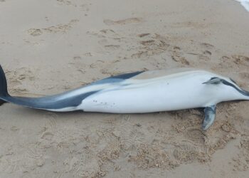 Feridos em redes de pesca, golfinhos estão a morrer nas nossas praias