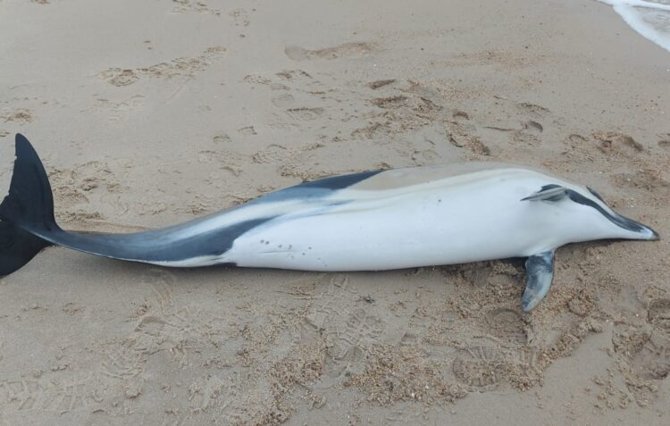 Feridos em redes de pesca, golfinhos estão a morrer nas nossas praias