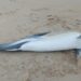 Feridos em redes de pesca, golfinhos estão a morrer nas nossas praias