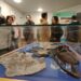 Exposição exibe o mais antigo fóssil de plesiossauro encontrado em São Pedro de Moel