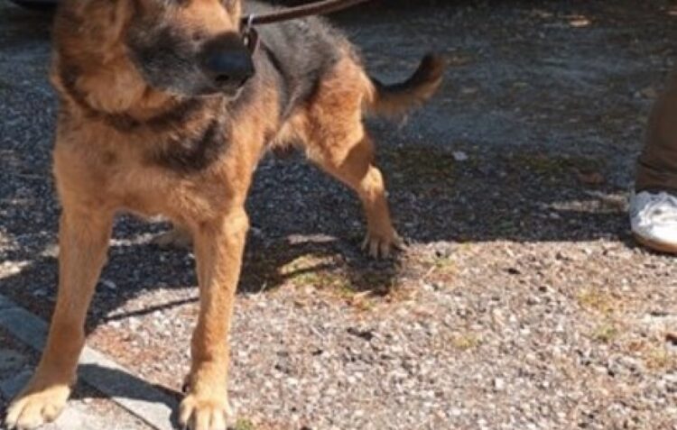 Casal muda de casa e deixa cão na antiga habitação