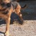 Casal muda de casa e deixa cão na antiga habitação