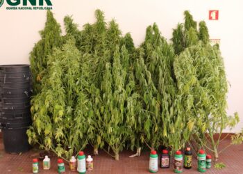 GNR de Caldas da Rainha detém homem por cultivo de estupefacientes no Cadaval