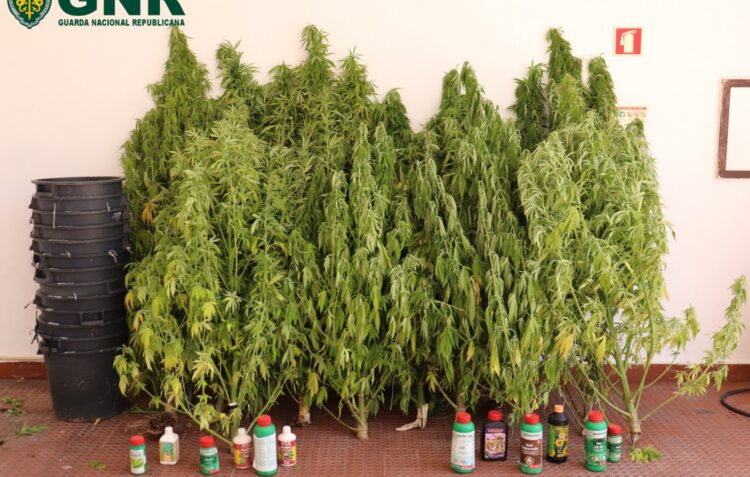 GNR de Caldas da Rainha detém homem por cultivo de estupefacientes no Cadaval