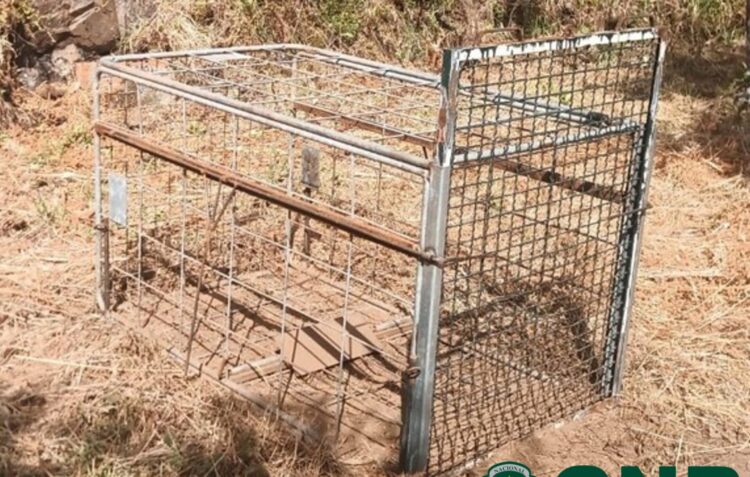 Apreensão de armadilha destinada à captura de animais de forma ilegal em Pedrógão Grande