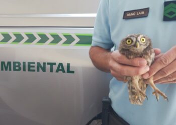 Mocho ferido recolhido pela GNR em Alvaiázere