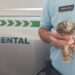Mocho ferido recolhido pela GNR em Alvaiázere