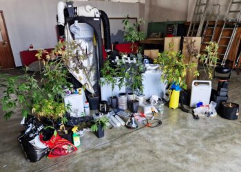 Suspeita de furto em residência leva polícia a estufas e plantas de canábis