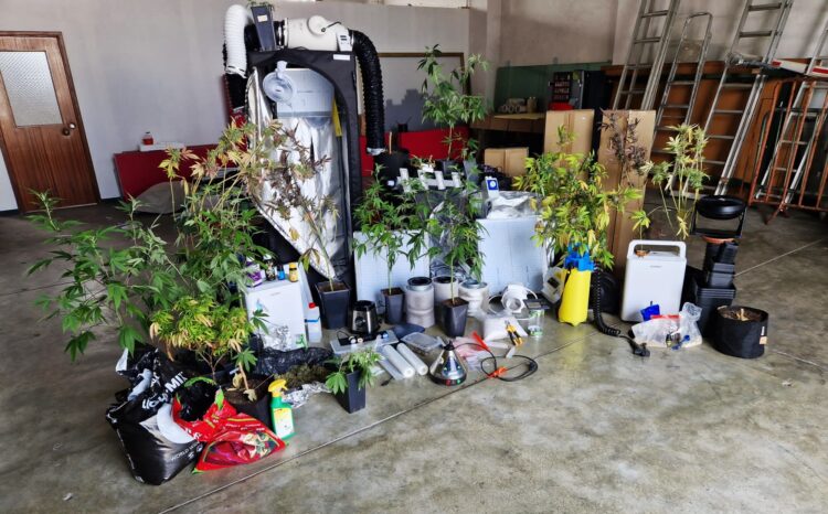 Suspeita de furto em residência leva polícia a estufas e plantas de canábis