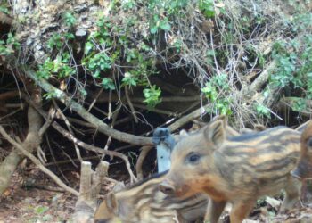 Desesperados com prejuízos, agricultores anseiam por caça aberta ao javali