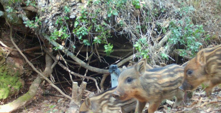 Desesperados com prejuízos, agricultores anseiam por caça aberta ao javali