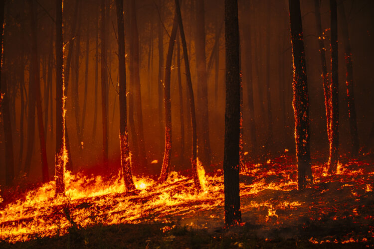 Incêndio na Caranguejeira obriga a forte mobilização de meios