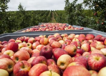 Falta de ponte no Rio Areia pode inviabilizar colheita de 100 toneladas de fruta