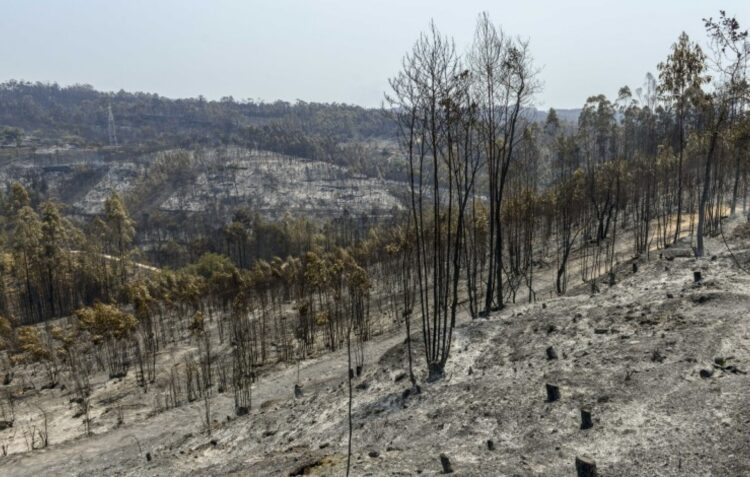 Incêndio entre Leiria e Ourém em fase de resolução
