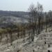 Incêndio entre Leiria e Ourém em fase de resolução