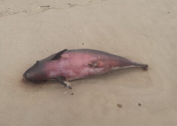 Cria de baleia deu à costa na Praia da Vieira