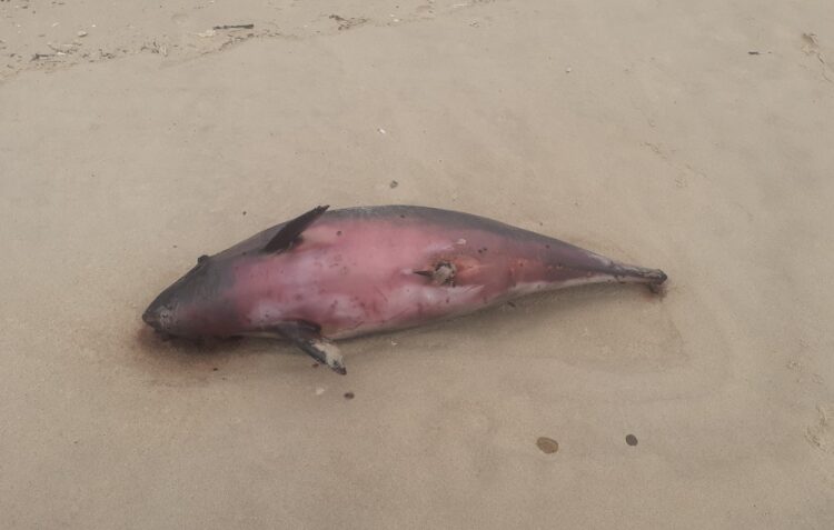 Cria de baleia deu à costa na Praia da Vieira