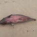 Cria de baleia deu à costa na Praia da Vieira