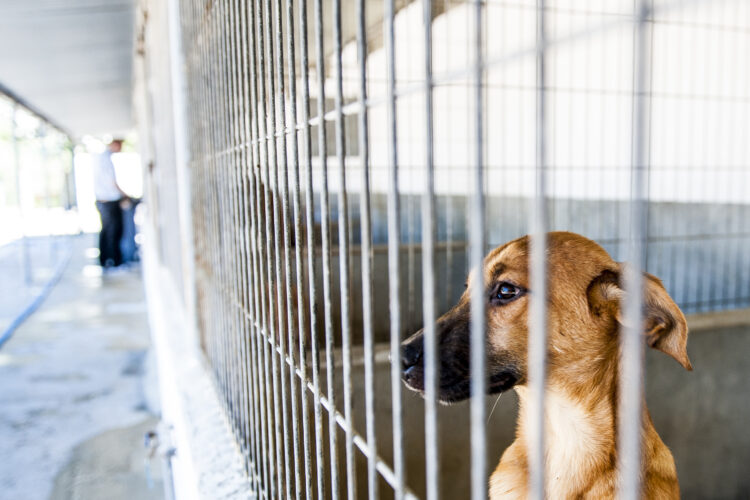 Crise financeira e cultural contribuem para aumento do abandono de animais