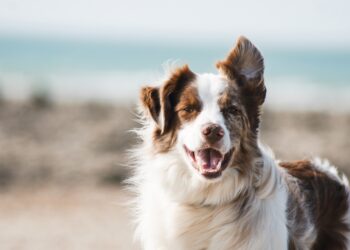 ZU, loja para pets, inaugurou no Continente da Nazaré