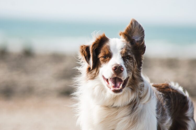 ZU, loja para pets, inaugurou no Continente da Nazaré