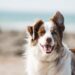 ZU, loja para pets, inaugurou no Continente da Nazaré