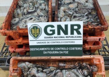 Pescador de polvo arrisca multa de 37.500 euros