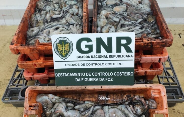 Pescador de polvo arrisca multa de 37.500 euros