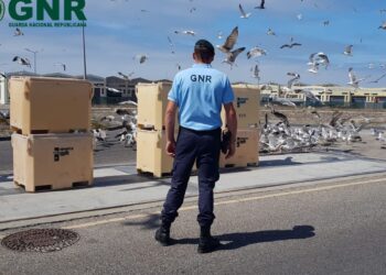 Três toneladas de sardinha ‘abandonadas’ em Peniche