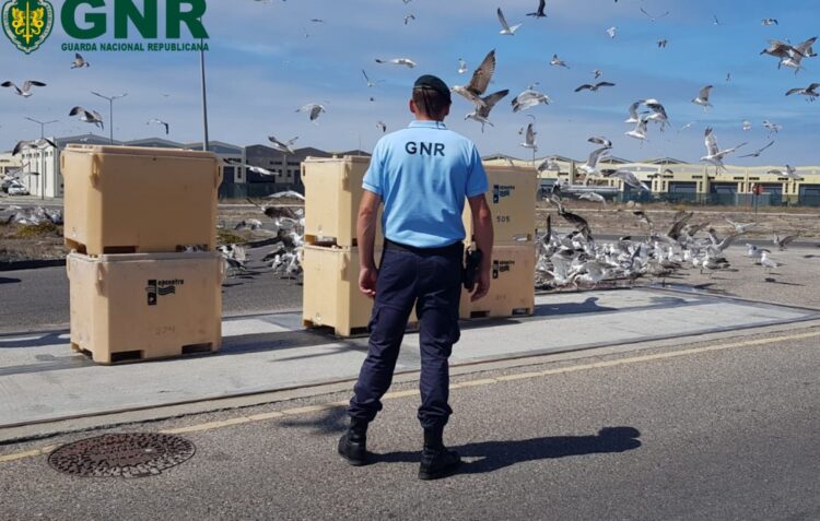 Três toneladas de sardinha ‘abandonadas’ em Peniche