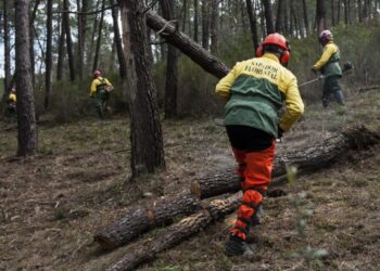 Comunidade Intermunicipal de Leiria aguarda há um ano por sapadores florestais