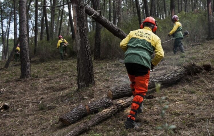 Comunidade Intermunicipal de Leiria aguarda há um ano por sapadores florestais