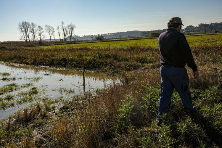 Há 34 parcelas do Vale do Lis a concurso para aproveitamento agrícola