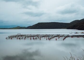 Alterações climáticas podem fazer desaparecer algumas espécies de peixes