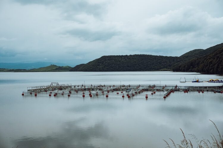 Alterações climáticas podem fazer desaparecer algumas espécies de peixes