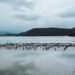 Alterações climáticas podem fazer desaparecer algumas espécies de peixes