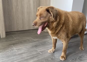 Bobi, o cão mais velho do mundo morreu aos 31 anos