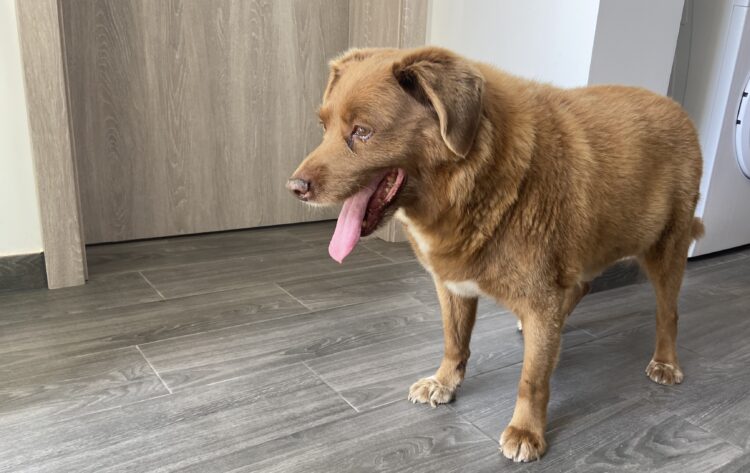 Bobi, o cão mais velho do mundo morreu aos 31 anos