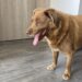 Bobi, o cão mais velho do mundo morreu aos 31 anos
