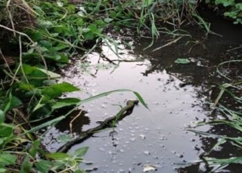 Descarga ilegal de efluentes pecuários detectada em Pombal